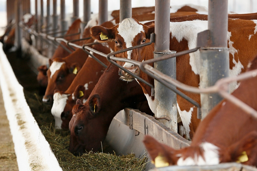 В 2021 году на поддержку животноводства в Краснодарском крае направят 1,7 млрд рублей